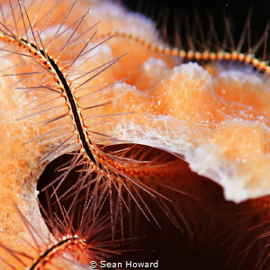 A beautiful brittle star moving gently along the edge of ... by Sean Howard 